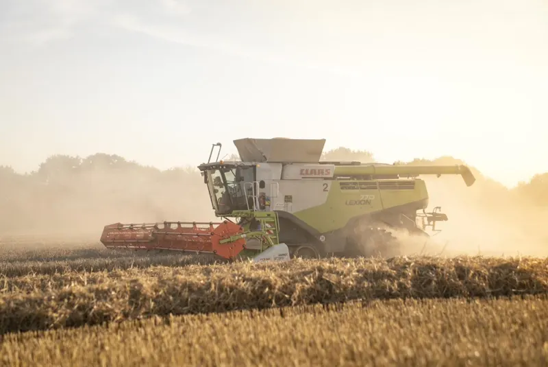 Claas Lexion 770 im Gegenlicht und Staub bei der Getreideernte